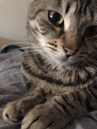 I Called Her Name And She Posed Evcil Hayvanlar Hayvan Hayvanlar