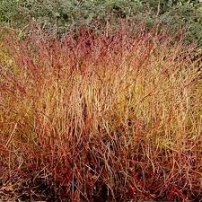 Image result for Sericorema sericea