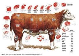 Diagram Of Beef Cattle Butchered Wiring Diagram Set