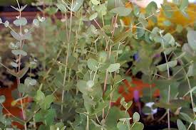 Эвкалипт гэнна ( eucalyptus gunnii ) эвкалипт гэнна ( eucalyptus gunnii )тасмания. File Eucalyptus Gunnii Silver Drop 0zz Jpg Wikimedia Commons