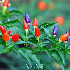 Image result for Capsicum annuum