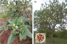 Image result for Lippia javanica