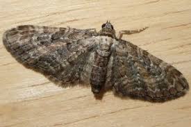 Image result for Eupithecia icterata
