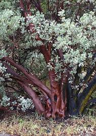 Image result for Monsonia glauca