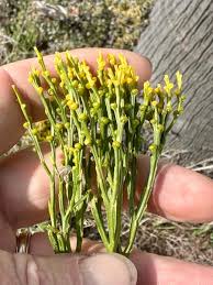 Image result for Psilotum nudum