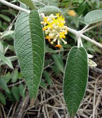 Image result for Wahlenbergia madagascariensis