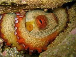 Pin On Octopus