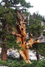 The Oldest Trees In The World Bristle Cone Pine At Great Basin National Park Nature Tree Old Trees Unique Trees