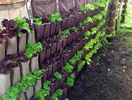 Check spelling or type a new query. Vertical Gardening