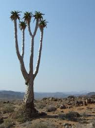 Image result for Aloidendron