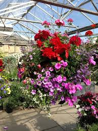 Houseplants are so important to maintaining good air quality in your home. Devon Croft Nursery Newark