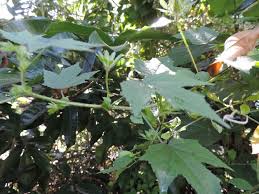 Image result for Hibiscus surattensis