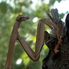 Check spelling or type a new query. Mantis Invasion Local News Lacrossetribune Com