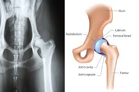 We are pleased to provide you with the picture named dog bone dog skeleton anatomy.we hope this picture dog bone dog skeleton anatomy can help you study and research. Hip Dysplasia Elwood Vet