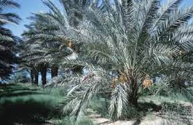 However, the robellini palm (phoenix roebelenii) offers a robellini palms have sharp spines reminiscent of cactus spines. How To Plant Canary Island Date Palms Canary Island Date Palm Robellini Palm Dates Tree