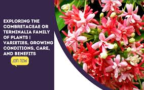 Image result for Combretaceae