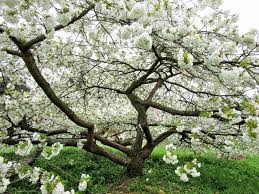 Prunus Shirotae Japanese Flowering Cherry