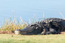 Huge Alligator Devours Snake At Pga Tournament In Louisiana Fox News Pga Tournament Louisiana Golf Courses