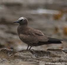 Birds That Lay Eggs On The Ground Uk Common Brown Noddy Newcastle Baths Animals Birds Newcastle
