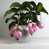 Piantare piante grasse piante da giardino piantare fiori piante all'interno arredare con le piante da piante in vaso alberi interni arredamento piante da interni giardino interno vasi da pavimento. Https Encrypted Tbn0 Gstatic Com Images Q Tbn And9gctuxv5c4osardewd3w6kbal9xpmrw0uymdi7gk2xpo Usqp Cau