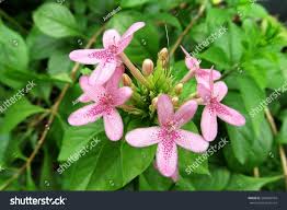 Image result for x Ruttyruspolia 'Phyllis van Heerden'