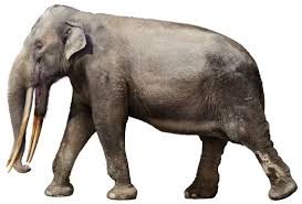 Image result for Steganotaenia hockii