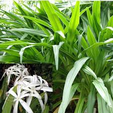 Image result for Crinum stuhlmannii