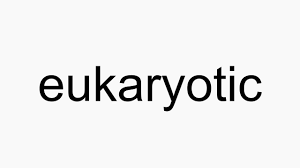 What are the four eukaryotic kingdoms? How To Pronounce Eukaryotic Youtube