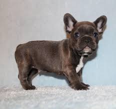 Black And Brown French Bulldog Puppies Akc Blue Tri Carrier French Bulldog Puppy Boy Harry Frenchieforsale Frenchie4sale French Bulldog Puppies French Bulldog Dog White French Bulldog Puppies