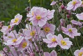 14 Beautiful Types Of Anemone Flowers Anemone Flower Anemone Flowers