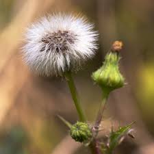 Image result for Sonchus asper