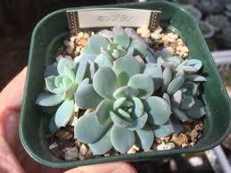 崩壊したエケベリア モンブラン 成長してきた葉挿しを植え替えました 多肉格闘記
