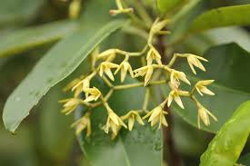 Image result for Rhizophora racemosa