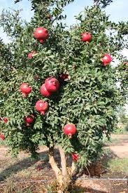 Angel Red Pomegranate Fruit Tree Garden Fruit Garden Fruit Plants