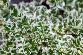 Image result for Euonymus fortunei
