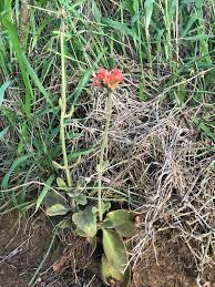 Image result for Kalanchoe lateritia