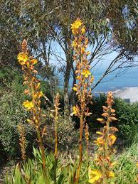 Image result for Wachendorfia