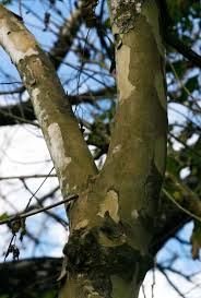 Image result for Stereospermum kunthianum