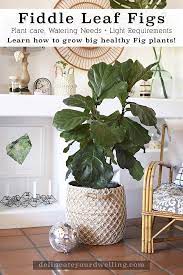 Fiddle Leaf Fig Care Tips Fiddle Leaf Fig Care Fiddle Leaf Fiddle Leaf Fig