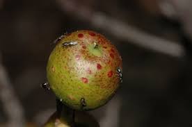 Image result for Cola natalensis