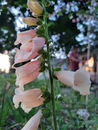 Image result for Digitalis purpurea alba/ red spots
