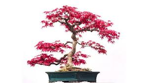 10 Jenis Tanaman Bonsai Terbaik Untuk Hiasan Rumah