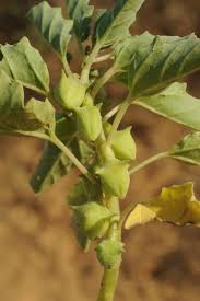 Image result for Pedalium