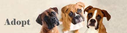 Browse thru thousands of boxer dogs for adoption in california, usa area, listed by dog rescue organizations and individuals, to find your match. Boxer Rescue La Spirits That Soar Hearts That Adore