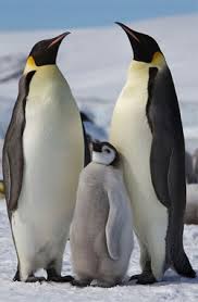 Adélie penguins (phygoscelis adeliae) have lived in antarctica for millions of years. Emperor Penguin At Risk From Global Warming