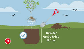 Denn dann haben die bäume weniger stress als im frühjahr. Baum Einpflanzen Die Profitipps Hagebau De