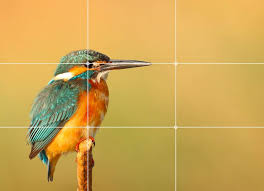 Understanding the Rule of Thirds in Photography (With Examples)