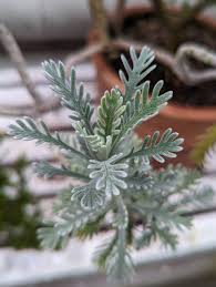 Image result for Euryops subcarnosus