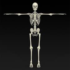 Realistic Human Skeleton Human Skeleton 3d Human Skeleton Skeleton