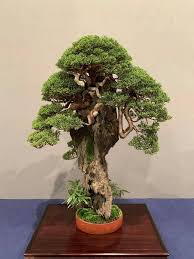 Pin Von Jim Auf Jardins Asiatischer Garten Bonsai Garten